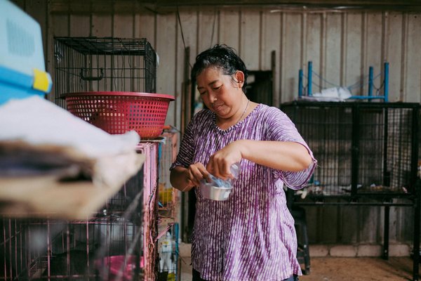 Ateliers et événements spéciaux dans les cafés à chats
