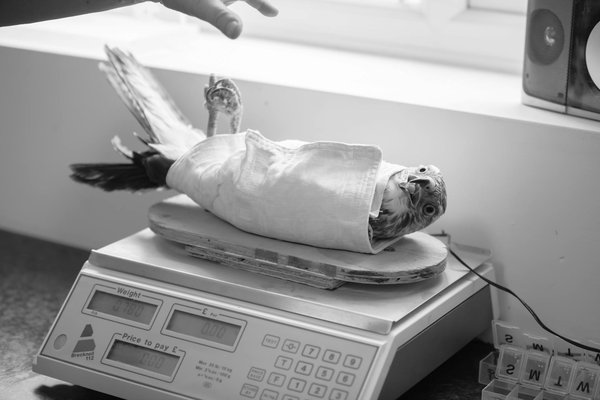 Quels sont les derniers développements en matière de droits des animaux?