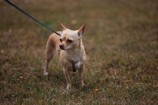 Tapis de fouille chien : stimulez leur instinct de façon ludique