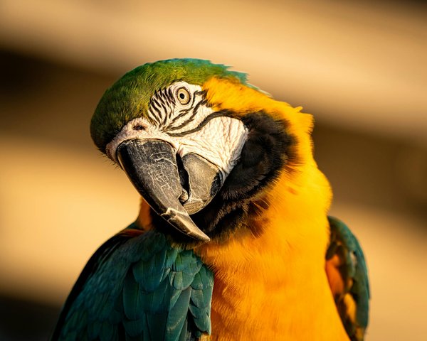 Choisir les croquettes hill's : avis d'experts pour votre chat